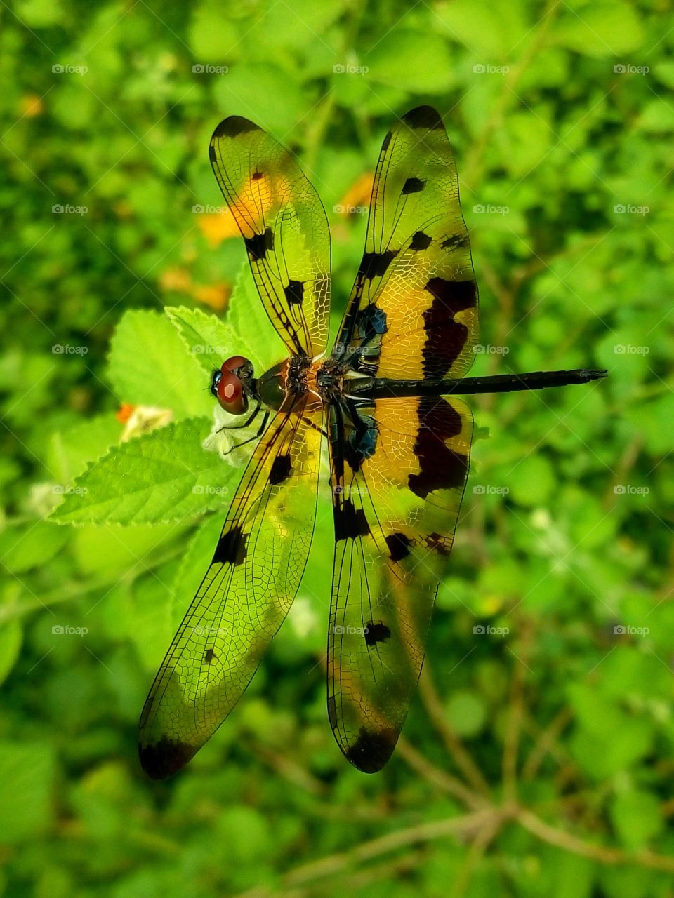 Dragonfly