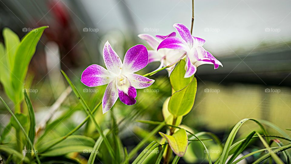 Orquídeas -
Lélia Púrpura (Laelia Purpurata) ou  Cattleya purpurata