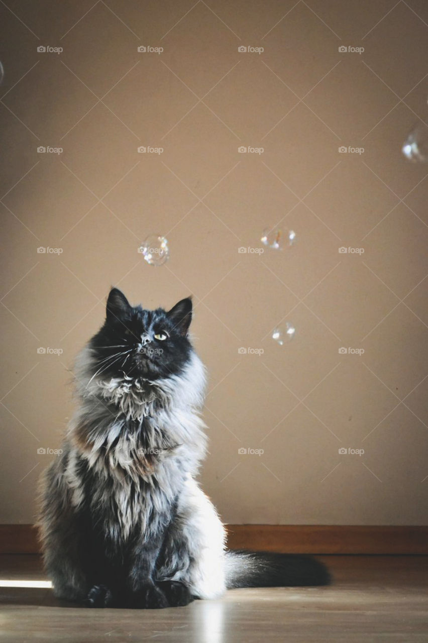 the cat is interested in soap bubbles