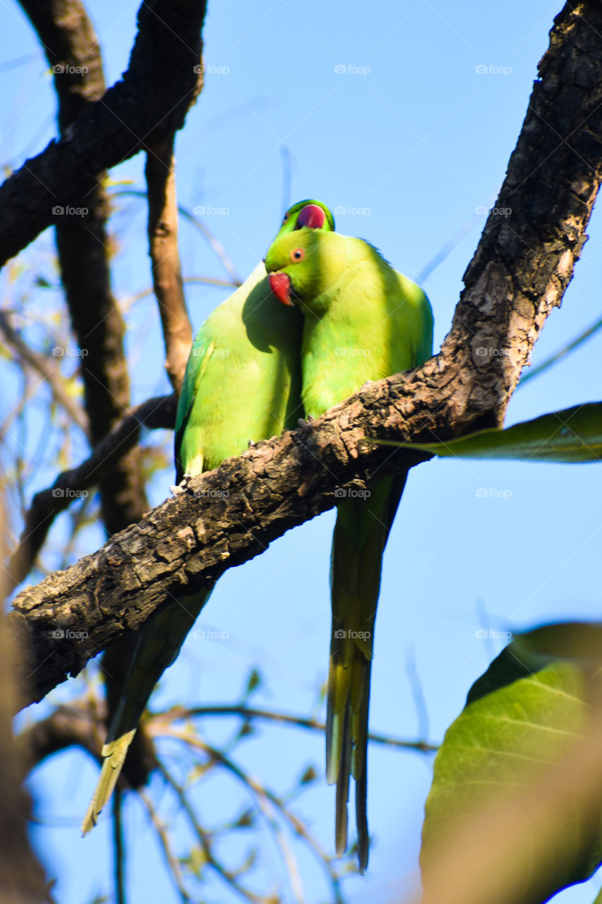 A pair of ring necked parakeets canoodling with each other on a bright summer morning which marks the onset of their mating season