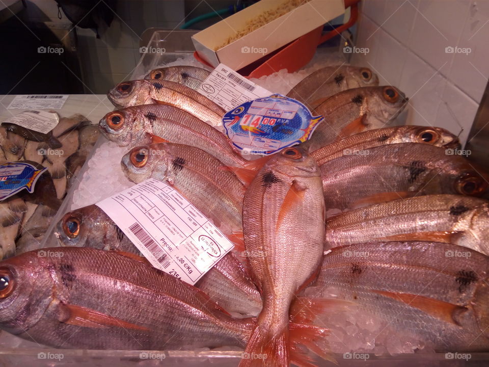 Fish Algeciras