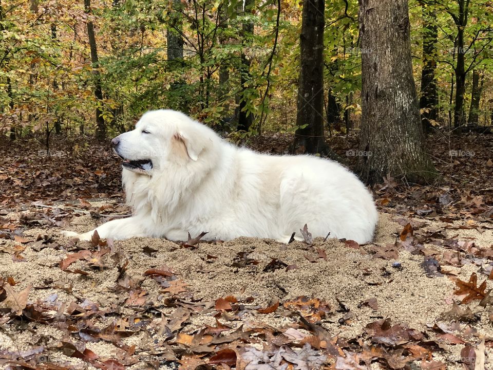 Falling for the Pyr