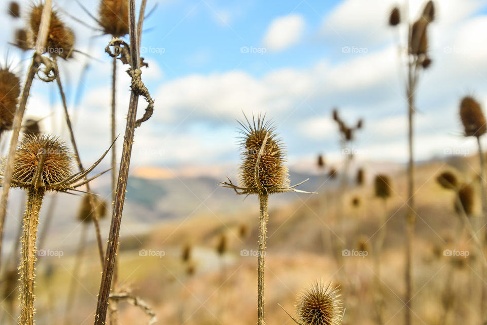 Nature, Flora, Flower, Thistle, Outdoors