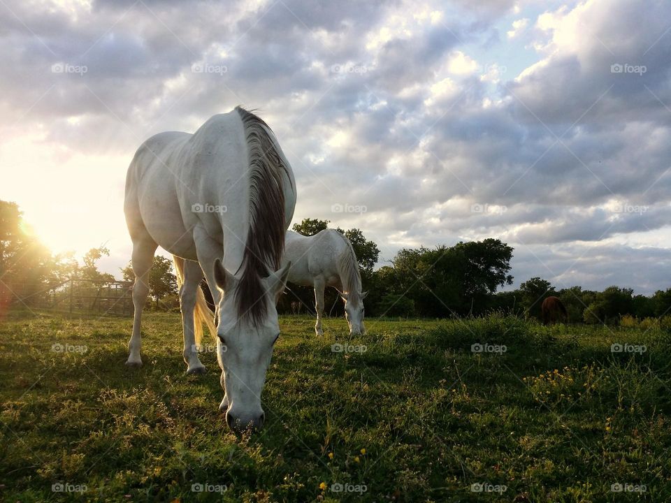 Horses Grazing in a Field at Sunset