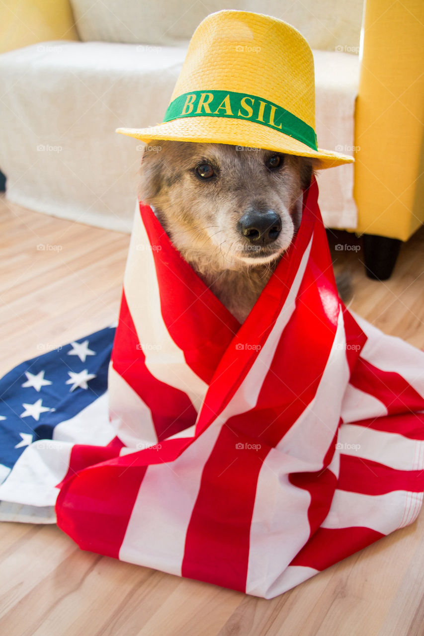 World Cup dog 