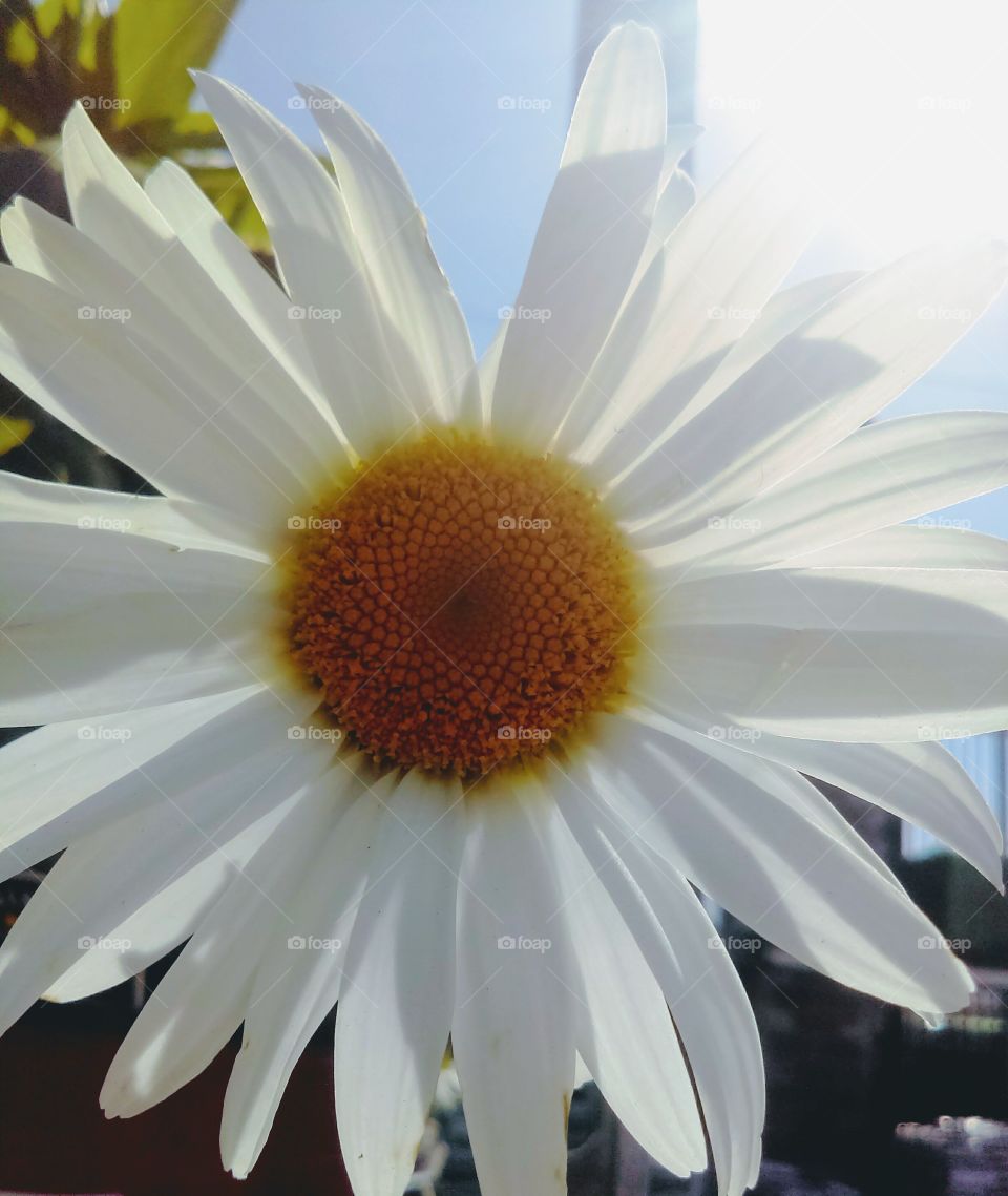 Macro Daisy