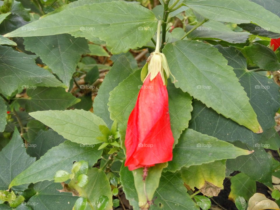 close up to red flower that was lay on green leaf.