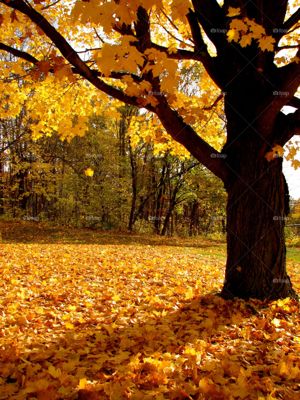 italy yellow tree orange by miowan