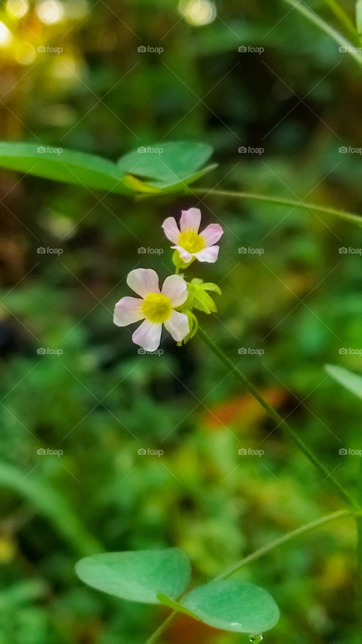 Beautiful small flower