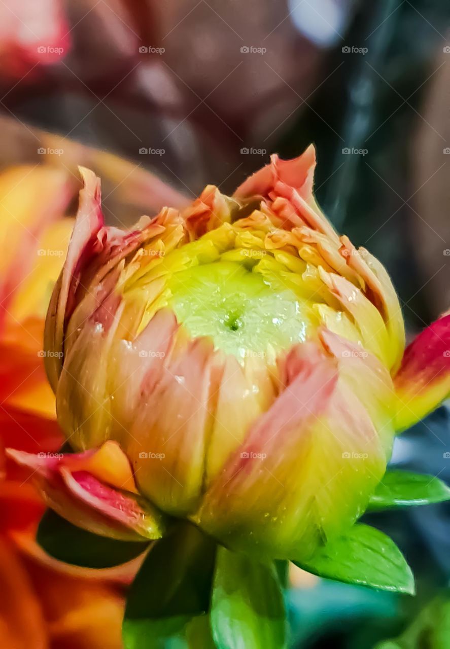 Macro image of a flower's bouquet.