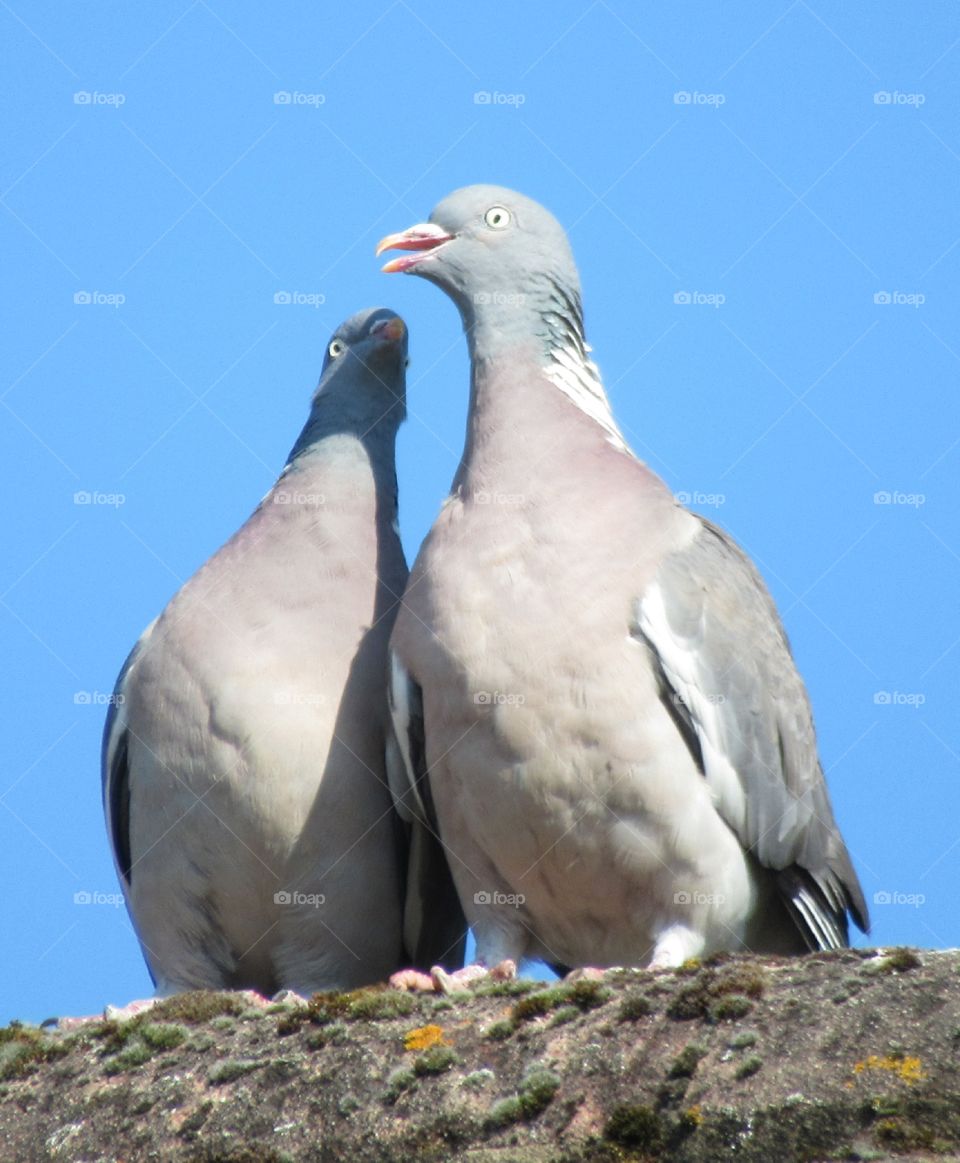 Two wood pigeons on the roof of a house