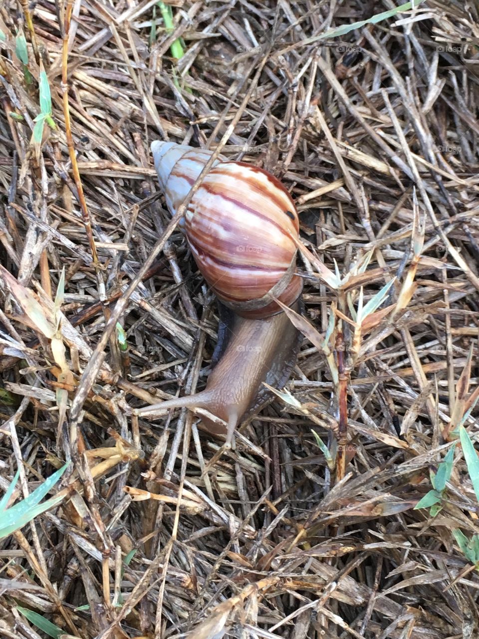 Snail in the grass.