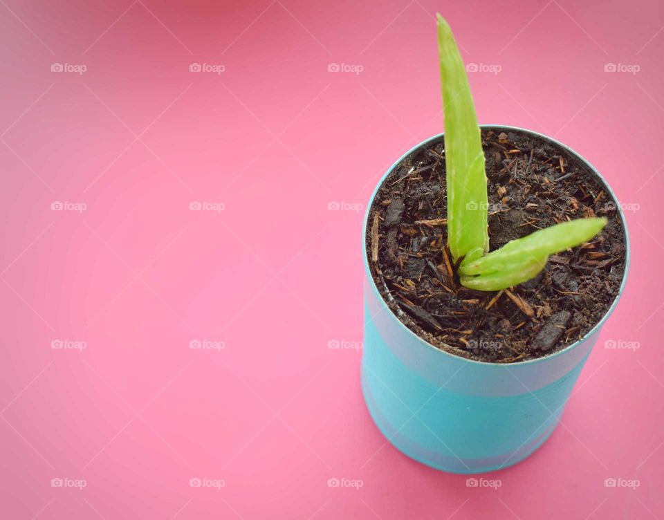 an aloe vera plant potted in a turquoise painted can sitting atop a bright pink table with copy space