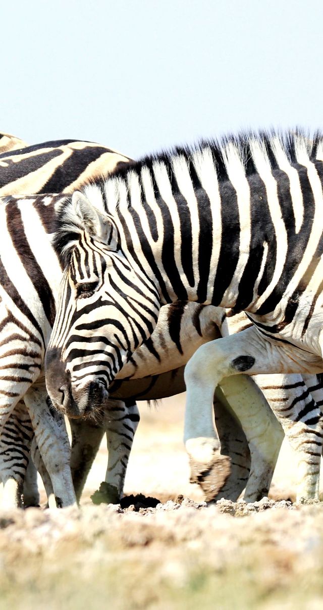 zebras