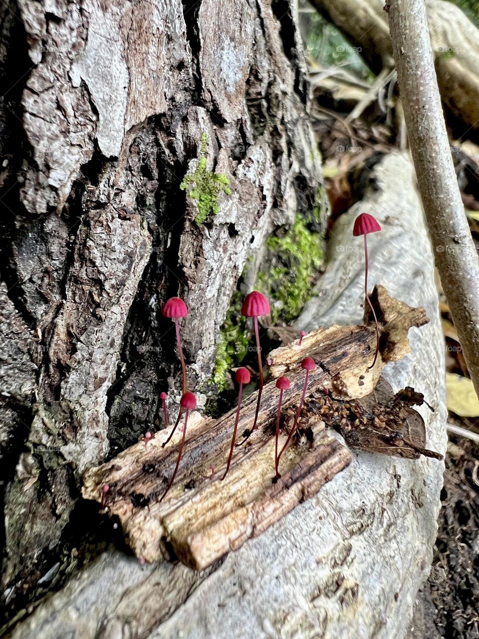 Tiniest red parasol mushrooms. Extreme closeup of delicate red mushrooms growing from sliver of wood.