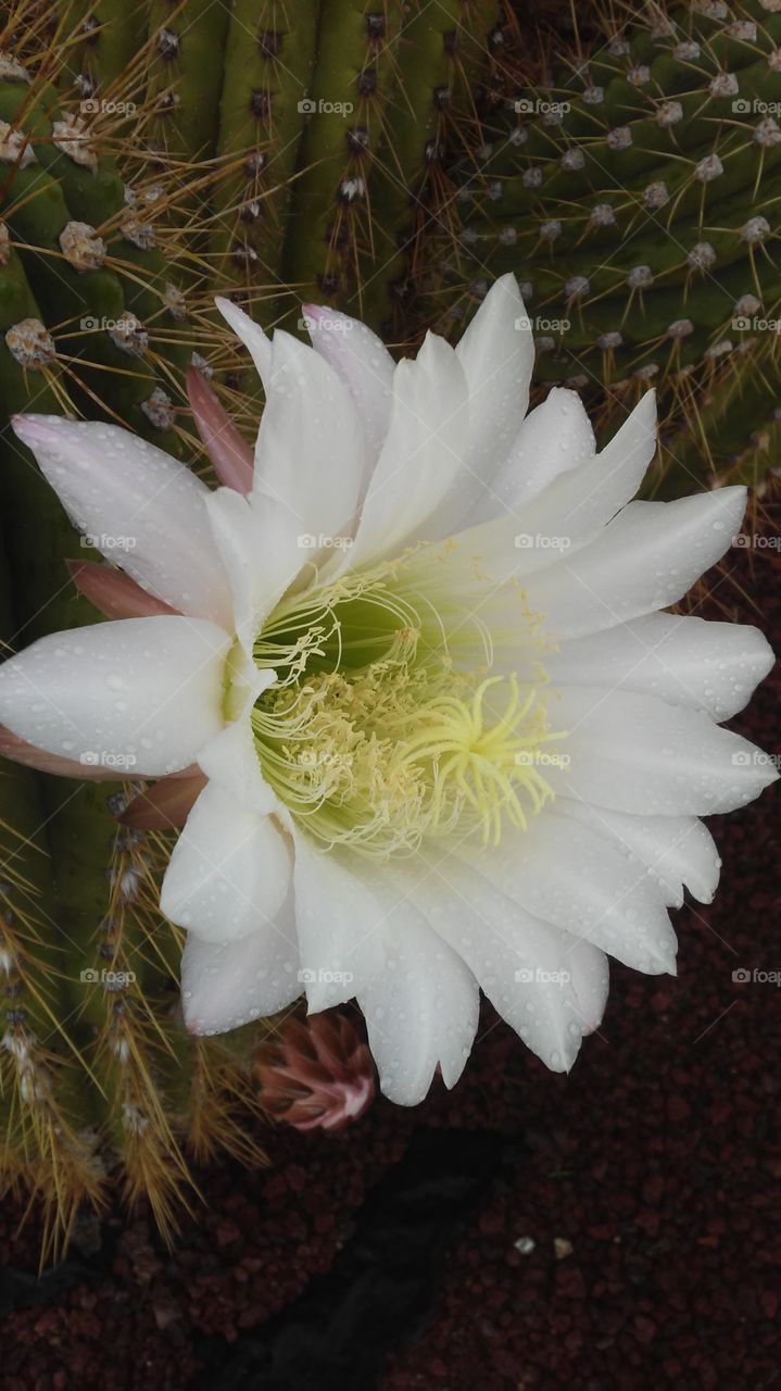 White flower side view