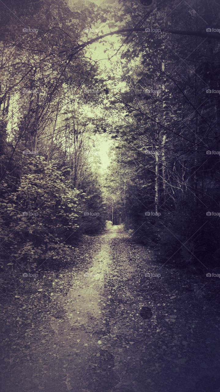 Walking in the forest