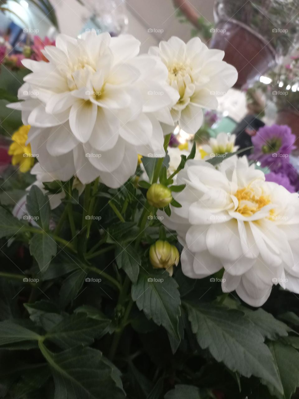 Dália Sibéria Branca. Essa variedade foi desenvolvida a partir de cruzamentos seletivos de diferentes espécies de dálias nativas da região. É uma flor que desperta fascínio e curiosidade, pois não ocorre naturalmente na natureza