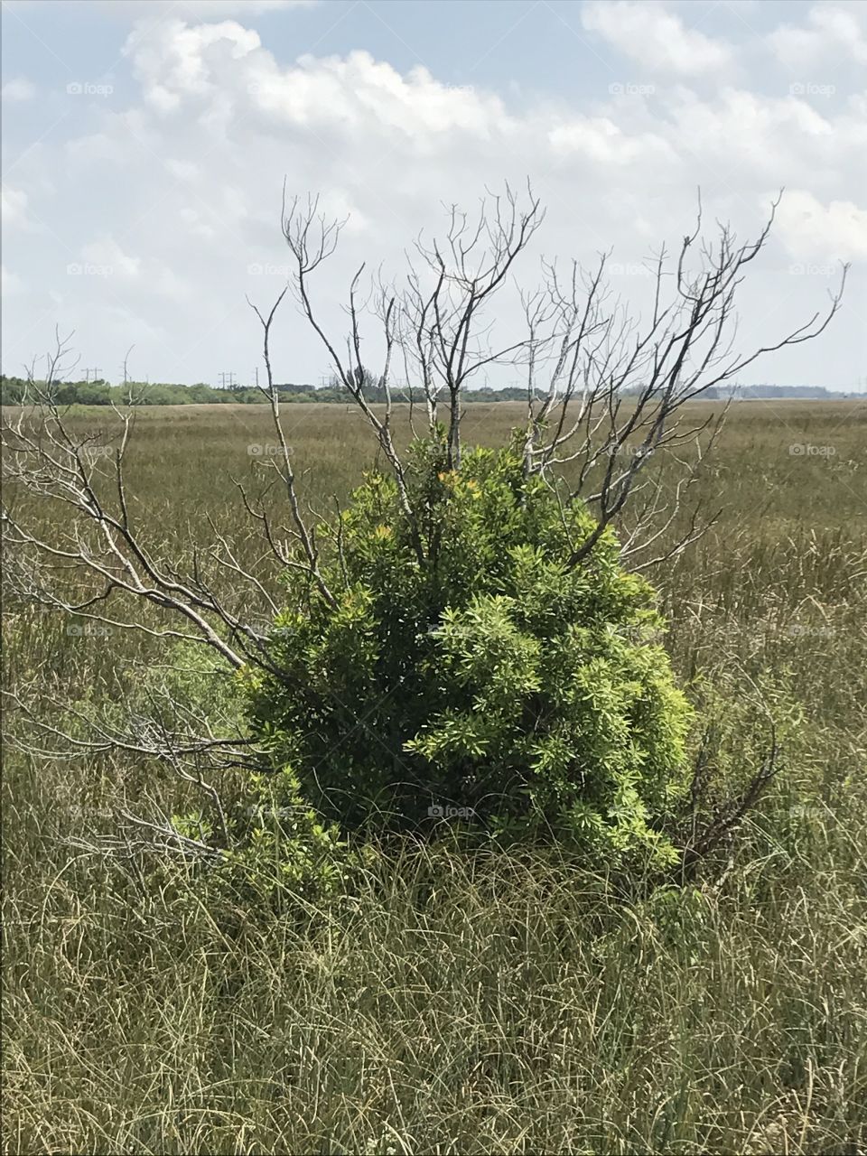 Brush at The Sawgrass Everglades Footpath 