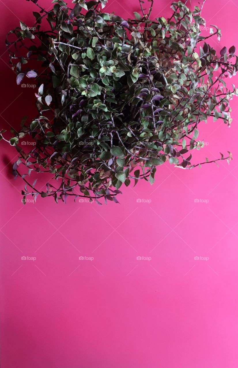 Directly above view of plant on pink canvas