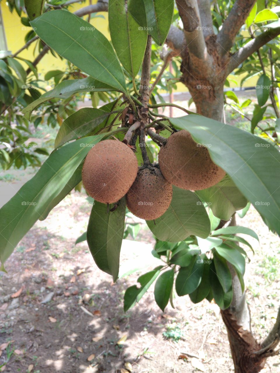 Fruit