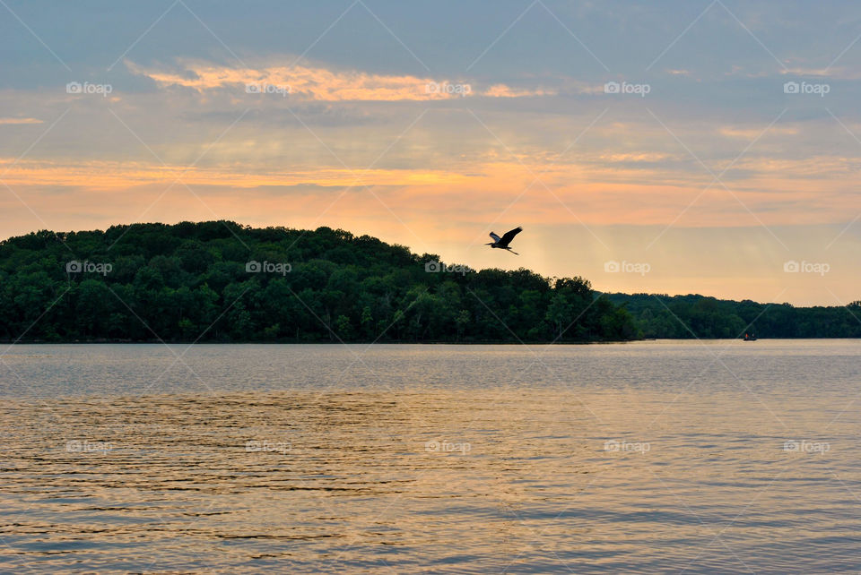 Blue Heron flies over the lake at sunset
