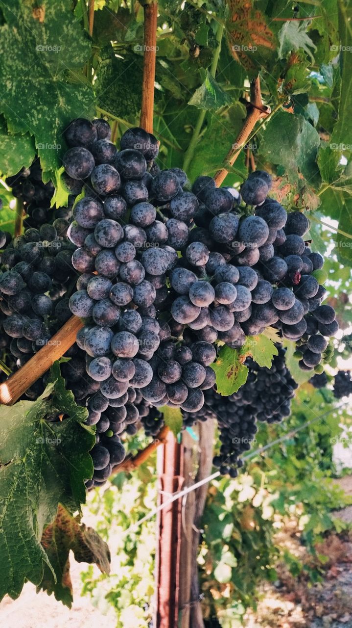 Fall Grape Harvest 