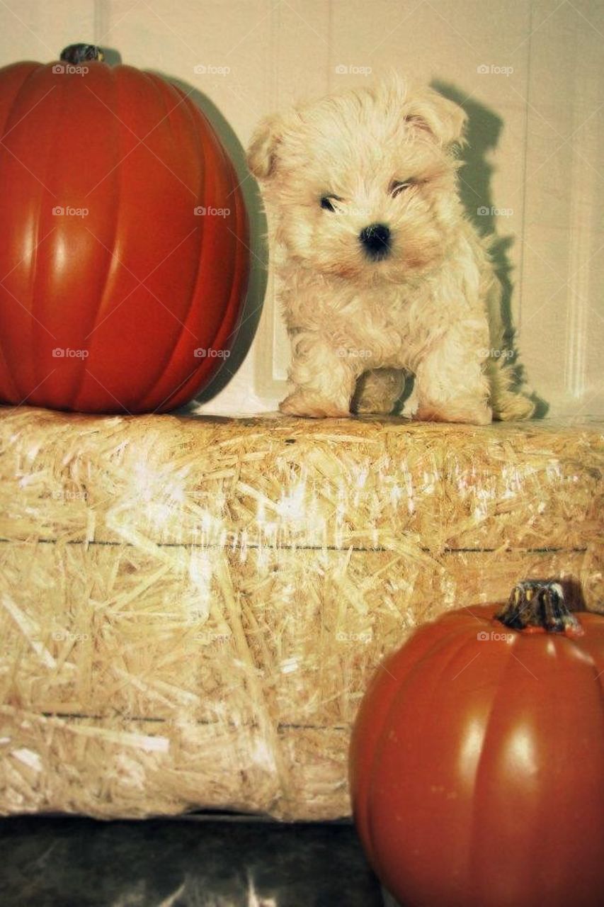 Fall Puppy