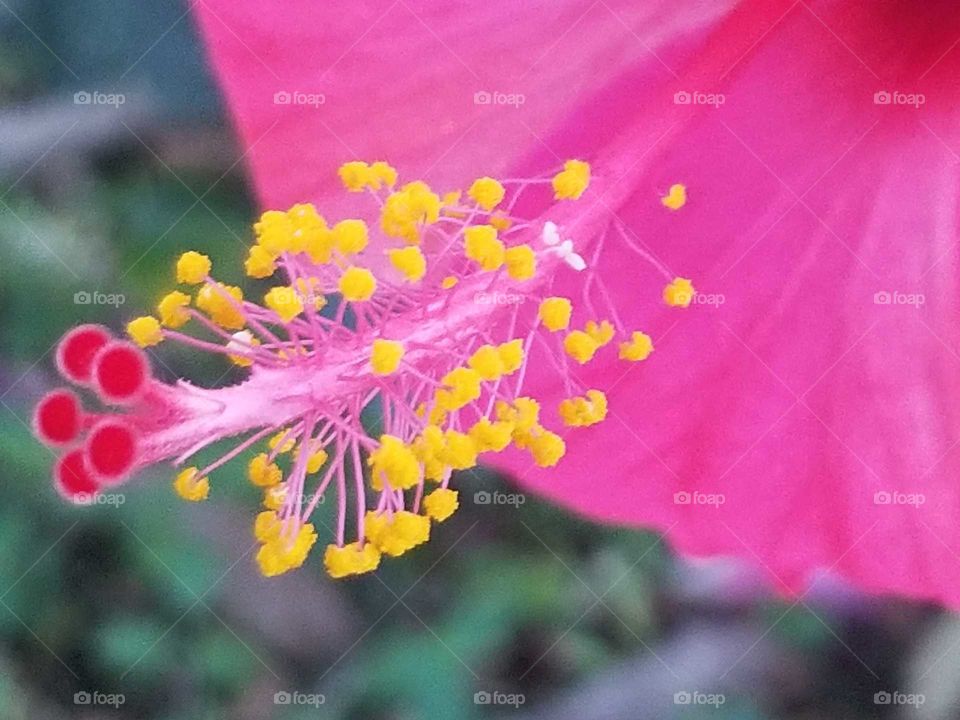 Closeup of Red Stigma and Yellow Stamens of Flower