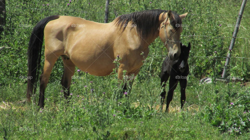 horse and her Colt