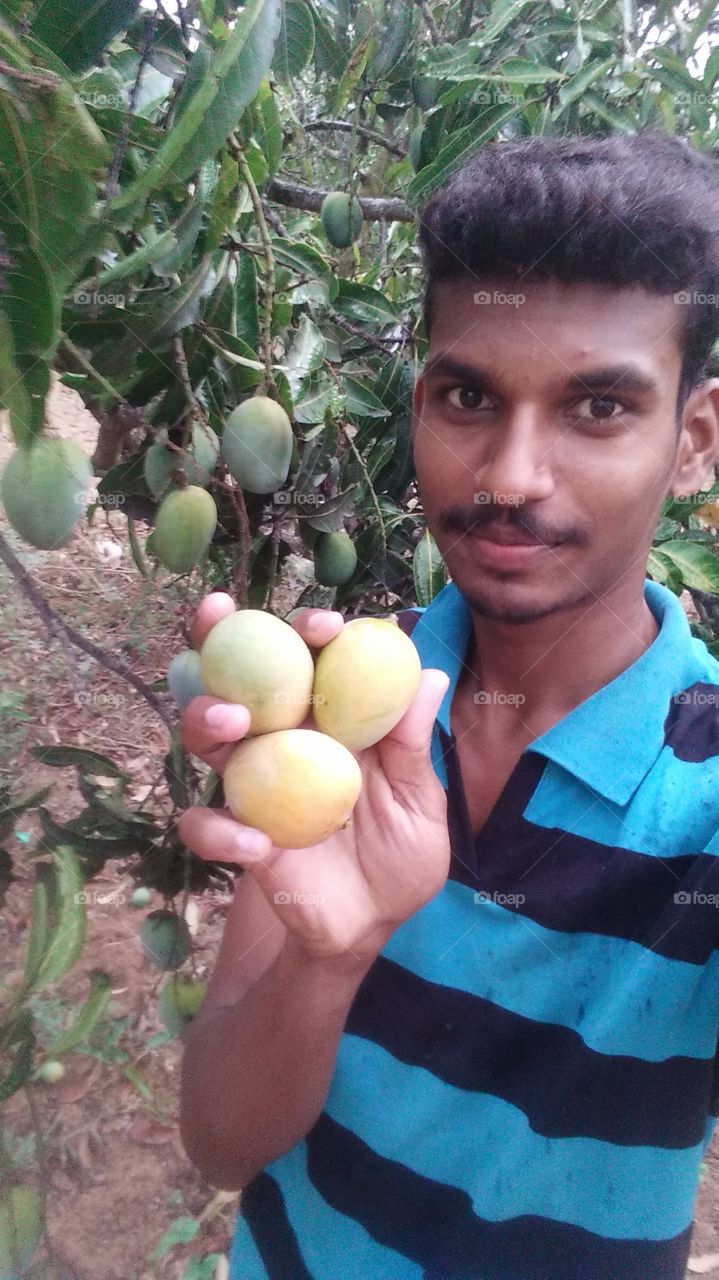 My mango trees
