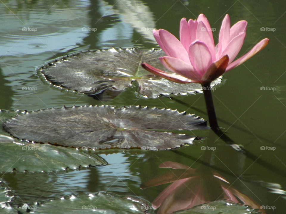 Beautiful Pink Water Lilly Flower