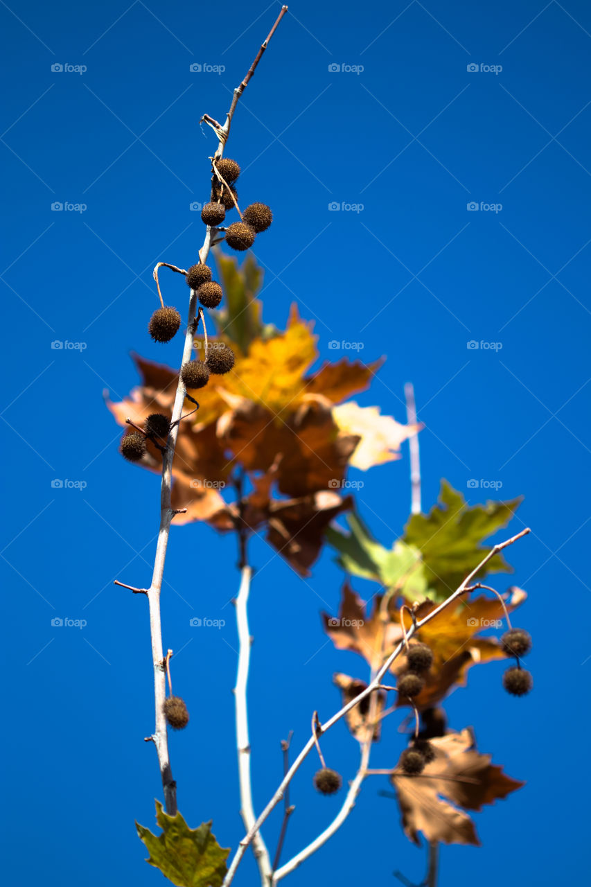 top branches of a platan tree in autumn or fall against a deep blue sky