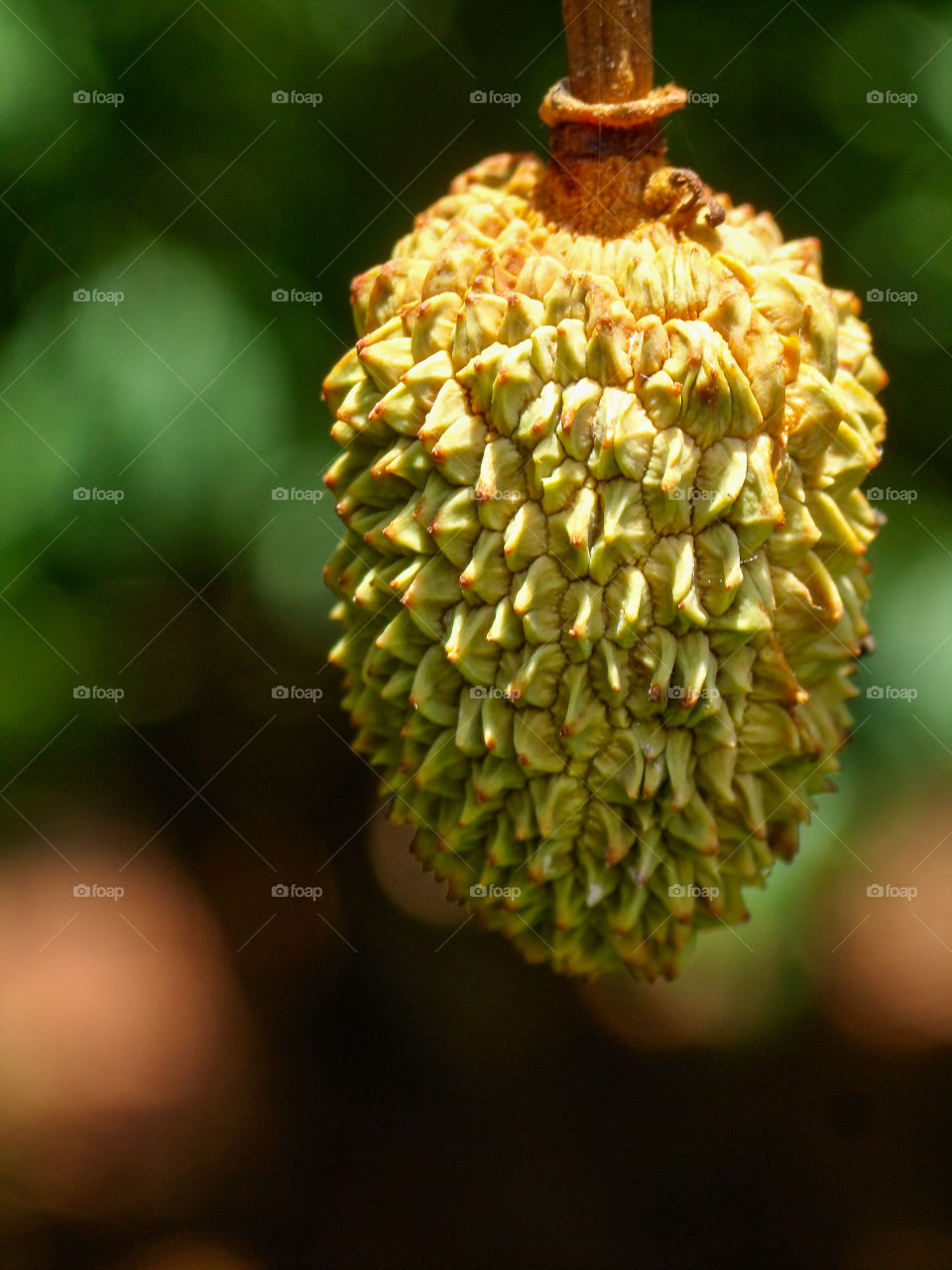 texture on a litchi fruit