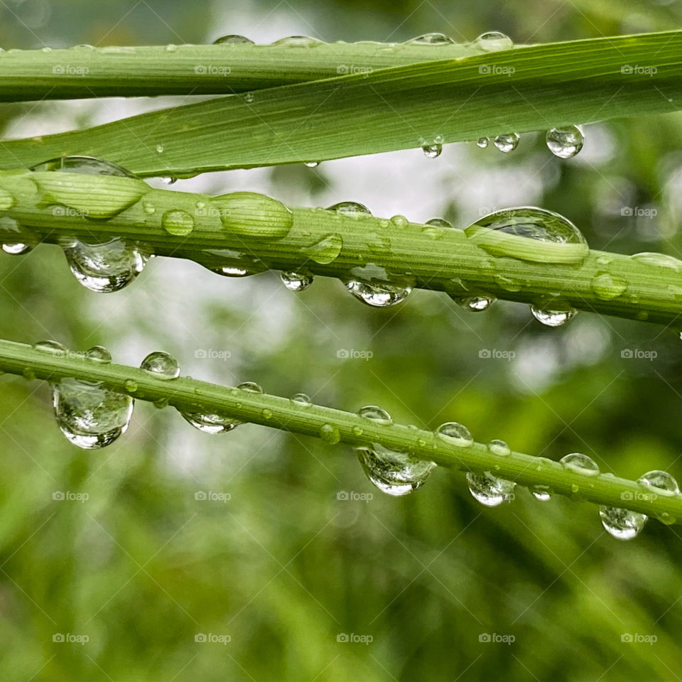 Raindrop 