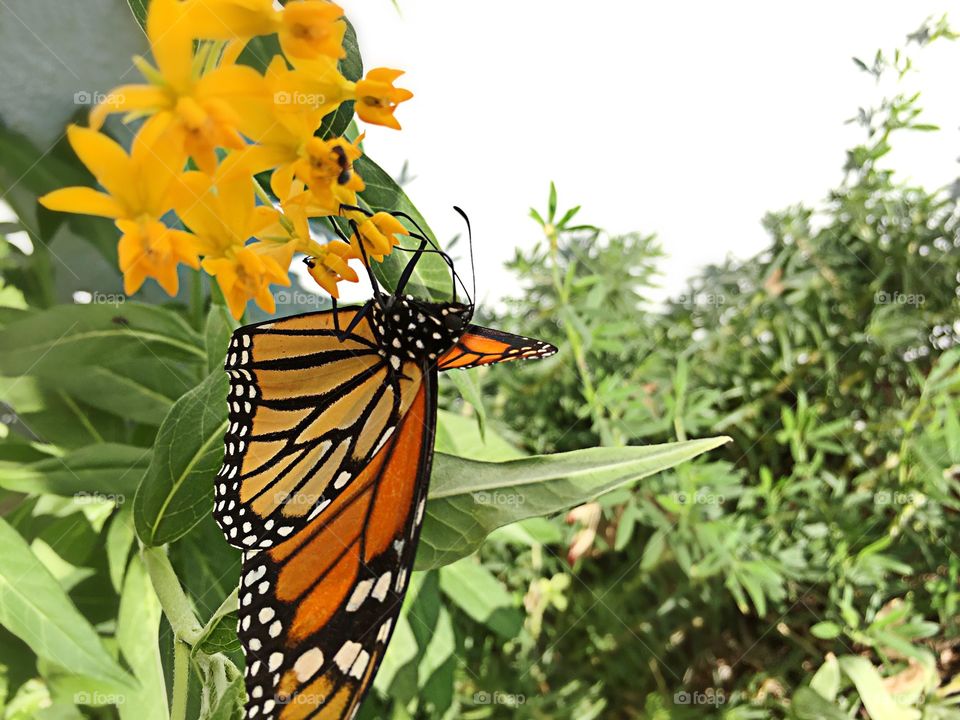 Monarch butterfly 