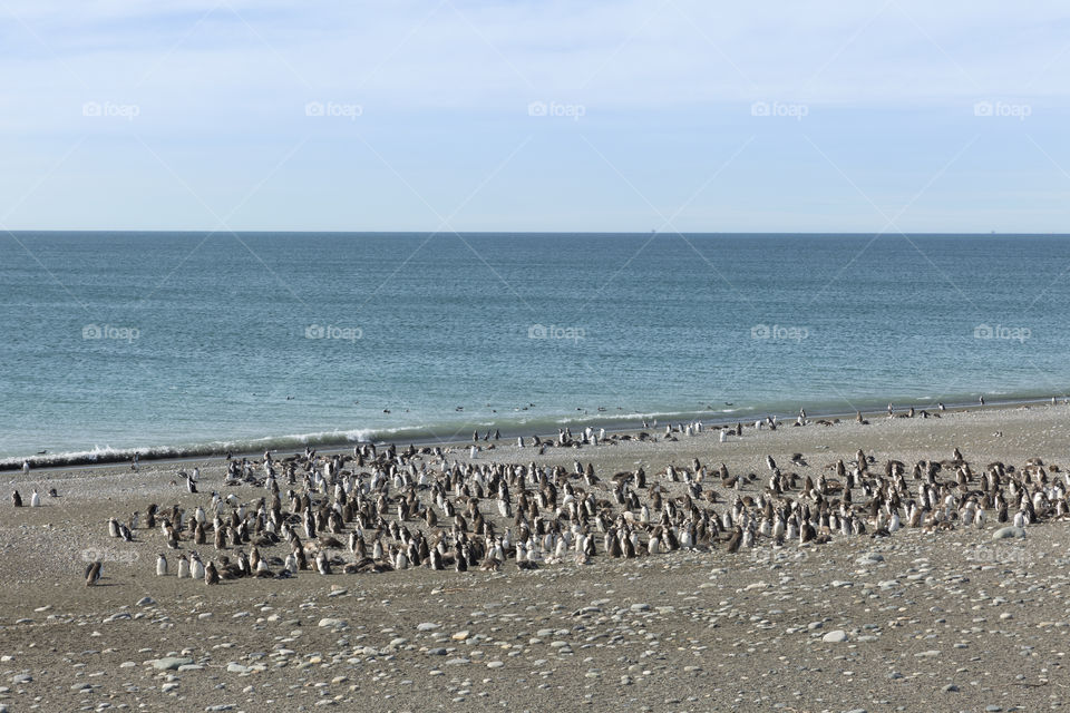 Pinguenera Faro Cabo Virgenes.