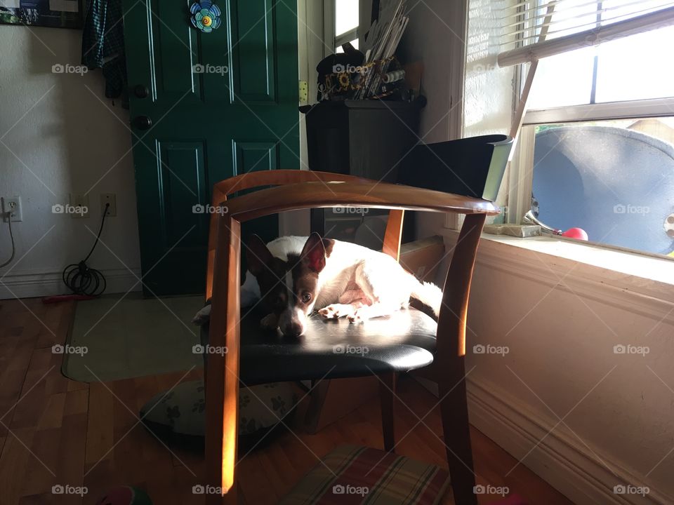 Who you looking at? I’m innocent I’m not doing anything! I’m just laying in this chair.