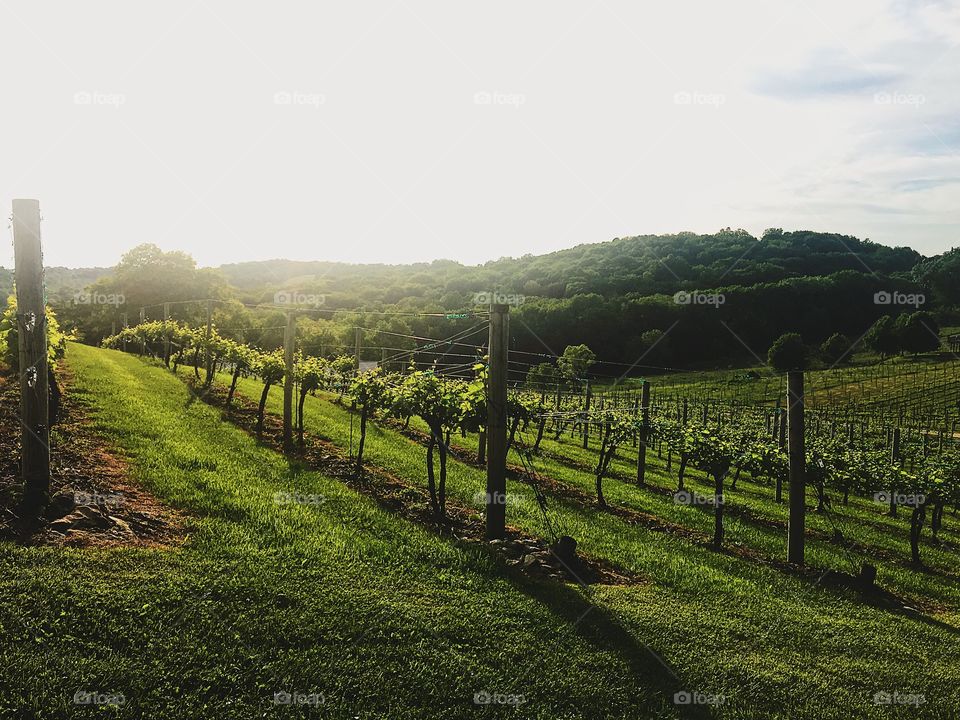 Vineyard and Winery in Dubuque, Iowa