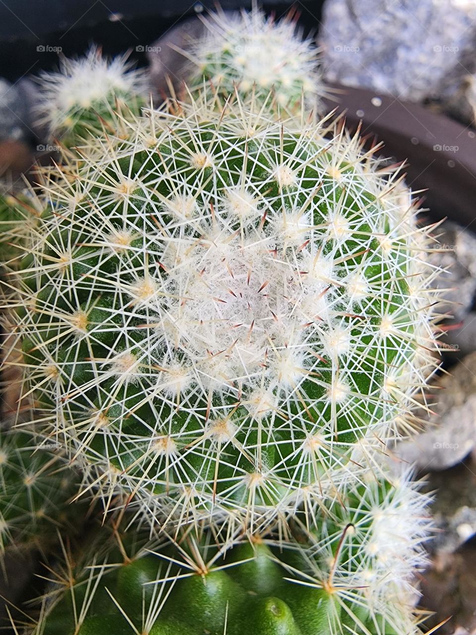 cactus globe