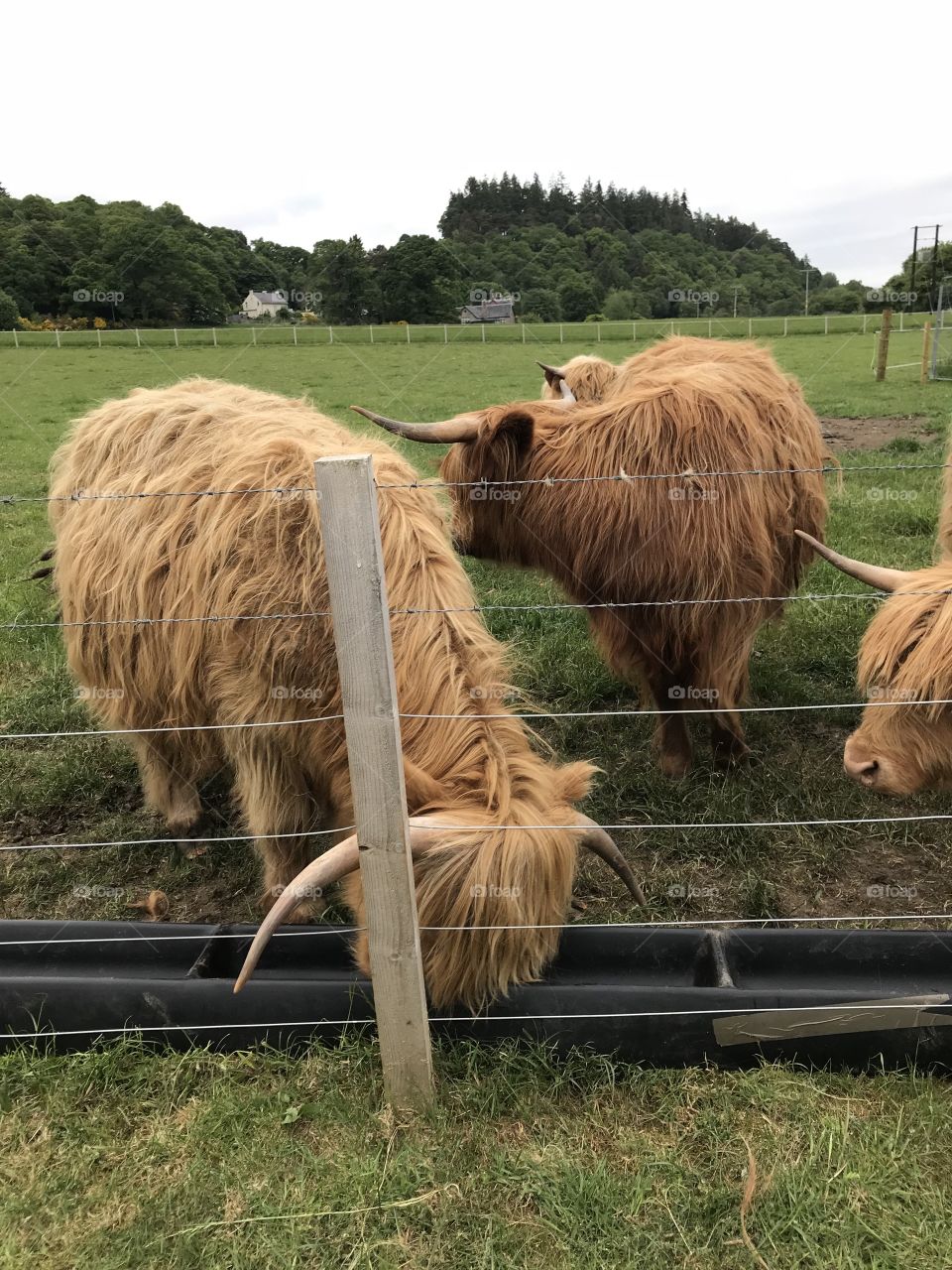 Hairy coos 