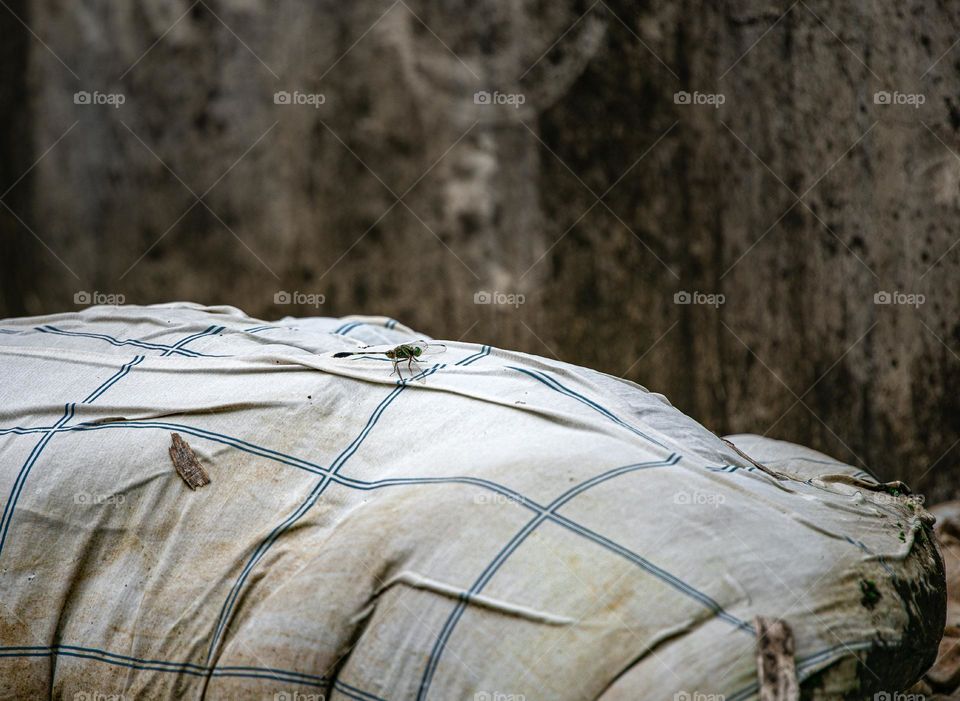 A dragonfly spotted on the quilt.