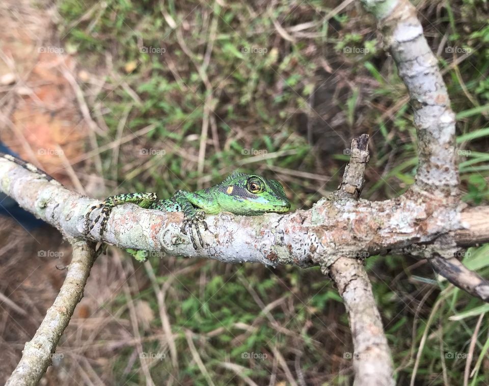 One of the rarest Sri Lankan Lizards - පෙතියාගොඩගේ නොසිළු කටුස්සා. Calotes pethiyagodeii