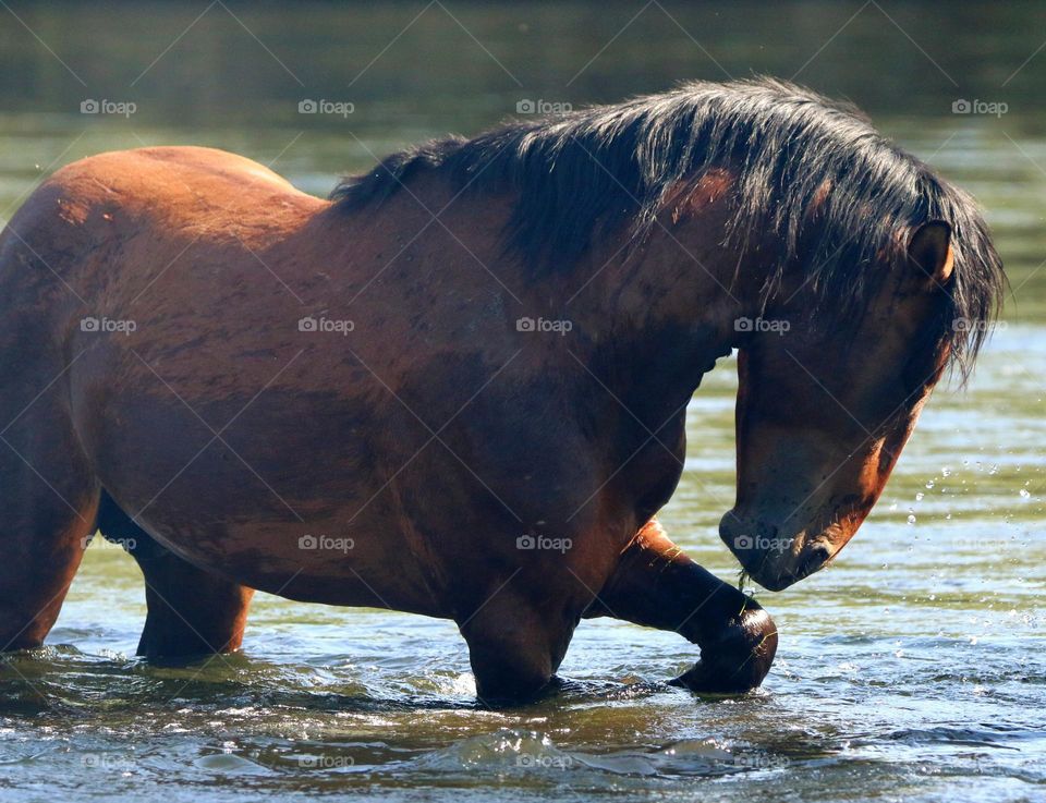 Wild Stallion in the River