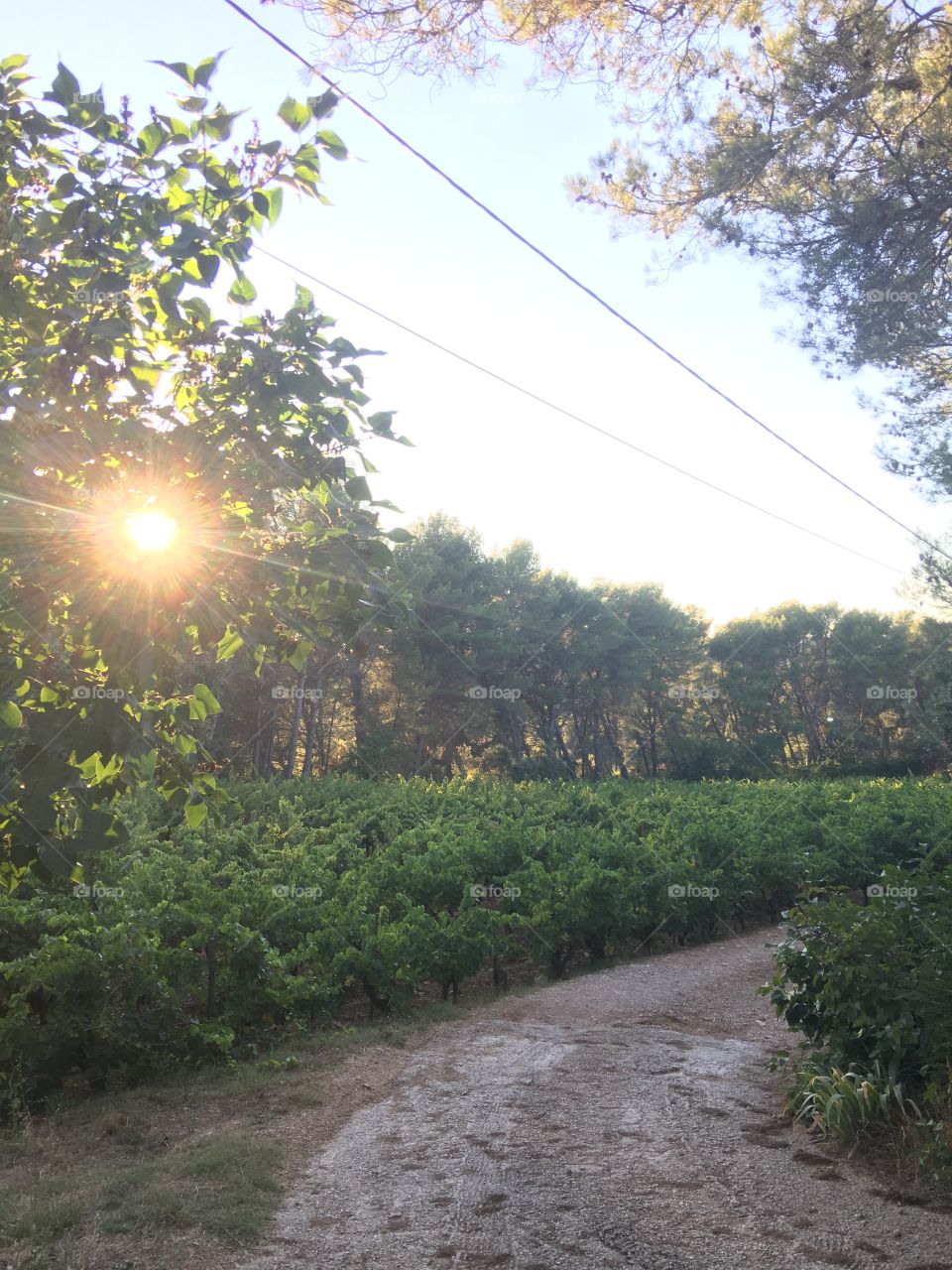 #sunrise #greenday #nature #vine 