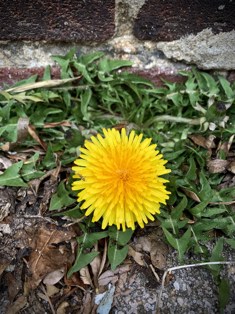 Dandelion in bloom