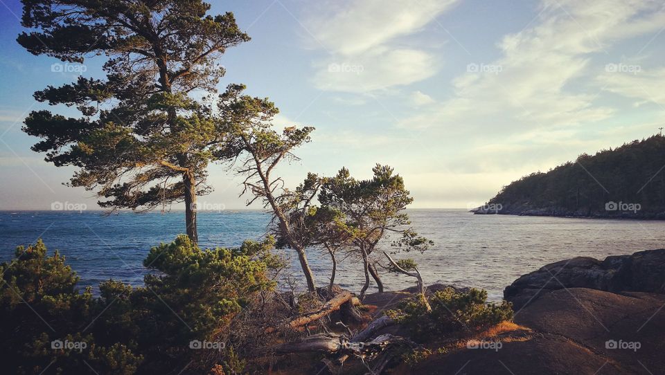 Windswept trees along the wild west coast.