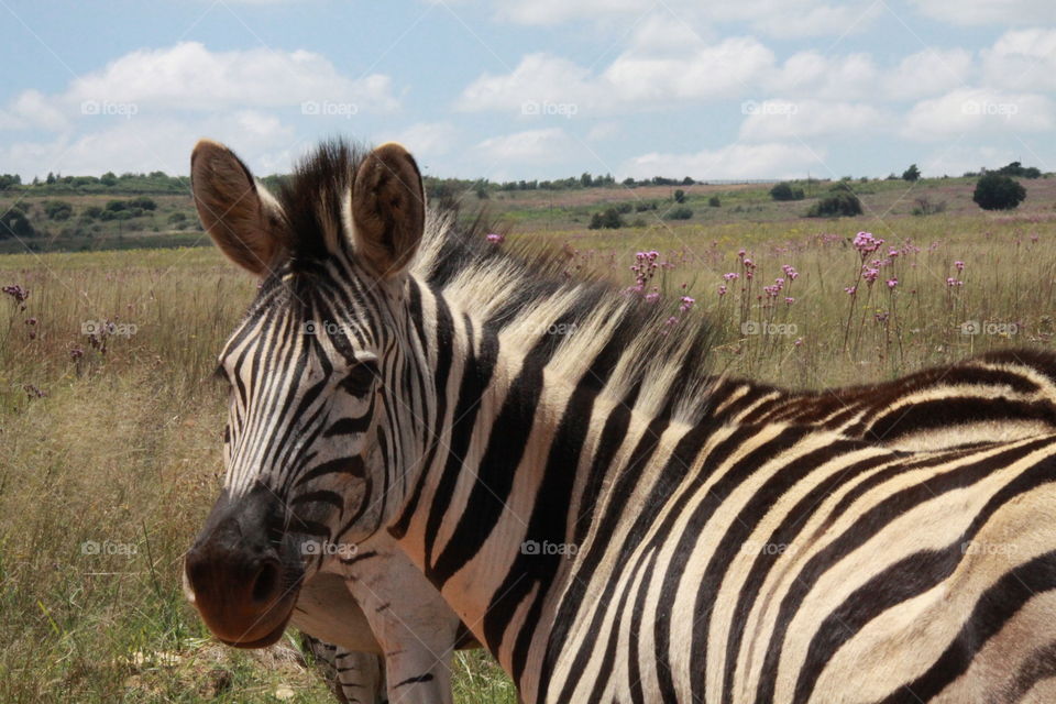 Zebra staring 