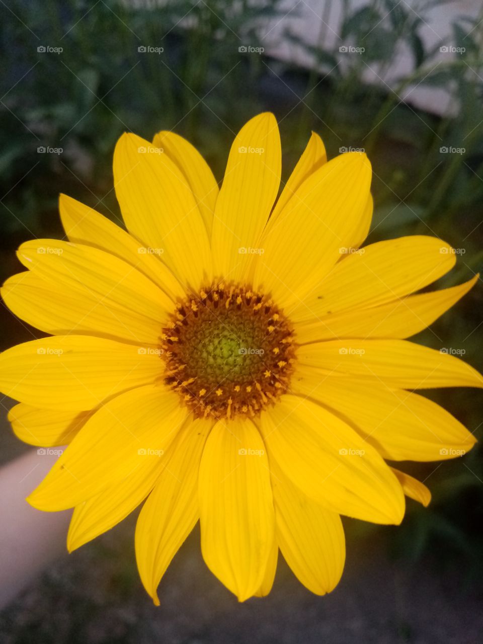 Yellow flower