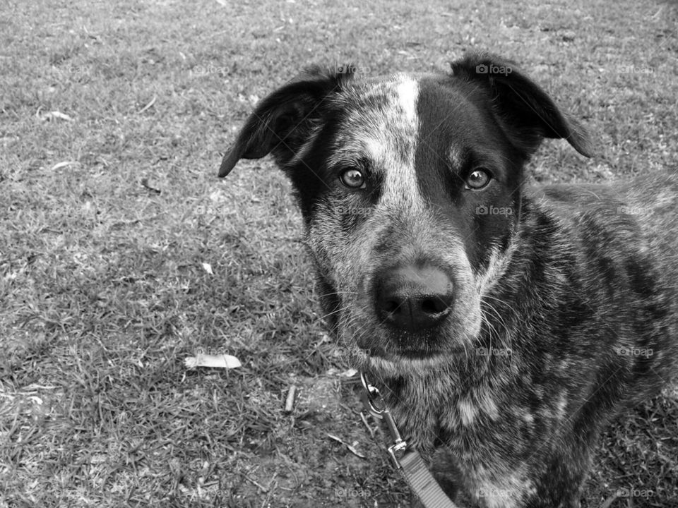 Dog looking at camera